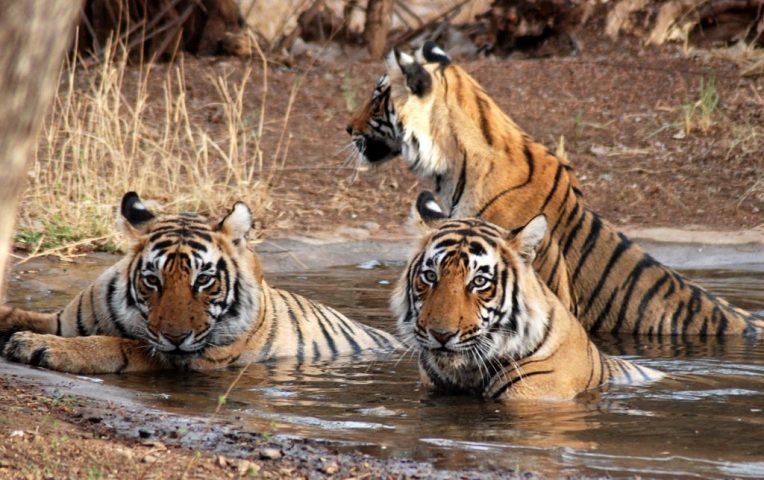 Ranthambore National Park﻿ in India