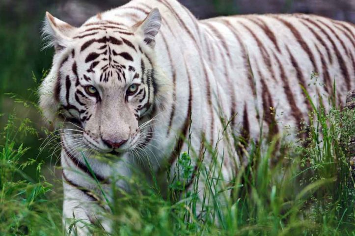 Bandhavgarh Tiger Reserve in India