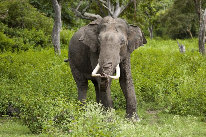 Bandipur National Park in India