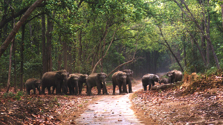 Jim Corbett National Park in India